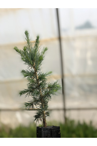 Young plant of Atlas cedar (Cedrus atlantica)