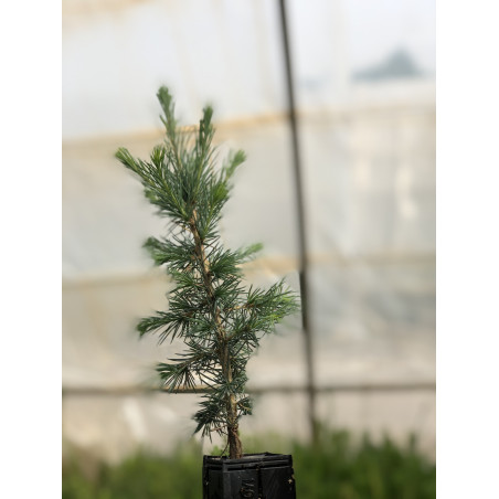 Young plant of Atlas cedar (Cedrus atlantica)