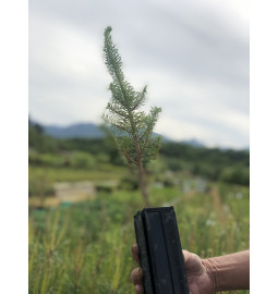 Jeune plant de Pin parasol (Pinus pinea)