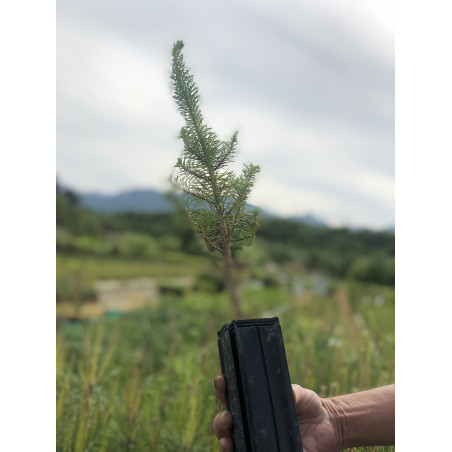 Young plant of Stone pine (Pinus pinea)