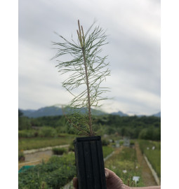 Jeune plant de Pin maritime (Pinus pinaster)