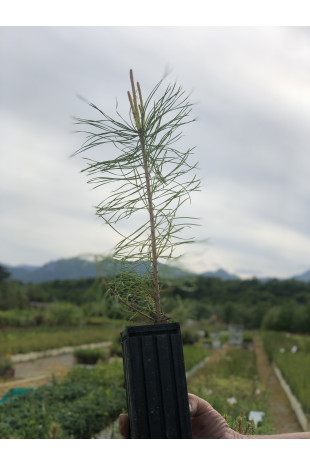 Young plant of Maritime pine (Pinus pinaster)
