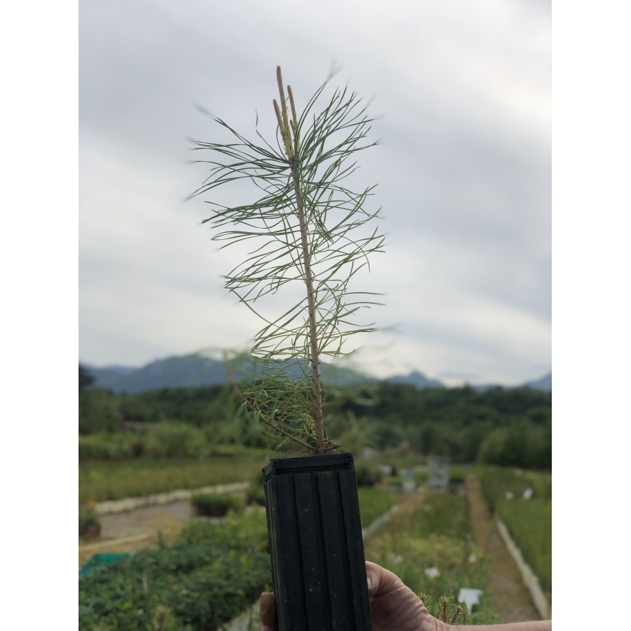 Young plant of Maritime pine (Pinus pinaster)