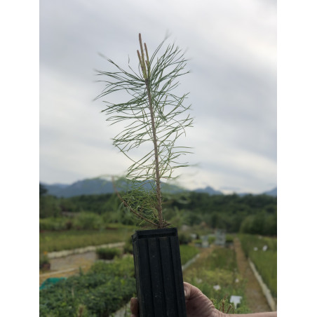 Jeune plant de Pin maritime (Pinus pinaster)