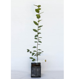 Truffle plant of common hornbeam (carpinus betulus) mycorrhized with Burgundy truffle (tuber uncinatum)