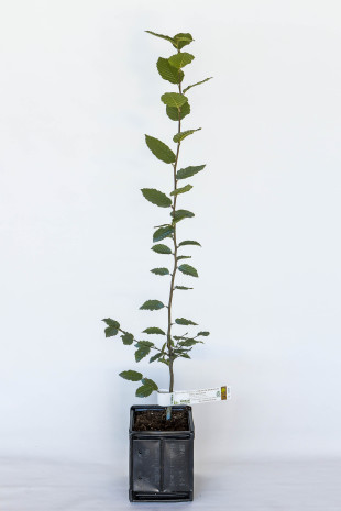 Trüffelpflanze aus Hainbuche (Carpinus betulus) mit Mykorrhiza aus Burgunder-Trüffel (Tuber uncinatum)