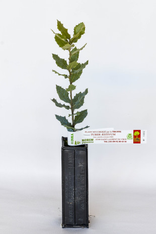 Plant truffier de chêne vert (quercus ilex) mycorhizé truffe blanche d'été (tuber aestivum)