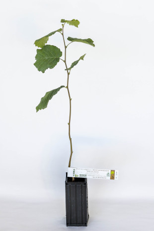 Plant truffier de noisetier commun (corylus avellana) mycorhizé truffe de Bourgogne (tuber uncinatum)