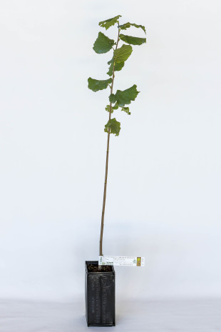 Plant truffier de noisetier commun (corylus avellana) mycorhizé truffe de Bourgogne (tuber uncinatum)