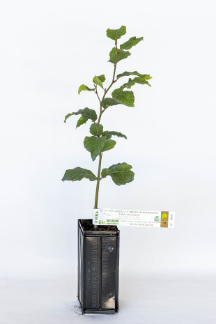 Haselnussstrauch (Corylus avellana) mit Mykorrhiza der Burgunder Trüffel (Tuber uncinatum)