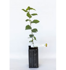 Trüffelpflanze aus Hainbuche (Carpinus betulus) mit Mykorrhiza aus Burgunder-Trüffel (Tuber uncinatum)