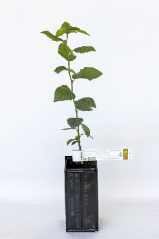 Pianta tartufigena di carpino bianco (carpinus betulus) micorizzato con tartufo di Borgogna (tuber uncinatum)