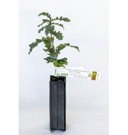 Plant truffier de chêne chevelu (quercus cerris) mycorhizé truffe de bourgogne (tuber uncinatum)