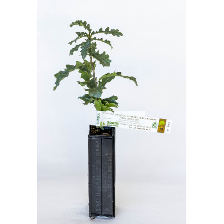 Chêne Vert Truffier 2 Ans - Mycorhizé Tuber Melanosporum - Pépinière Puymege - Plant Périgord