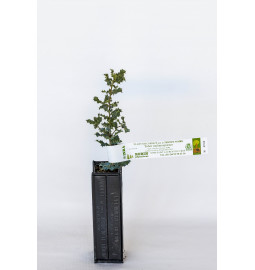 Plant truffier de chêne kermès (quercus coccifera) mycorhizé truffe noire du périgord (tuber melanosporum)