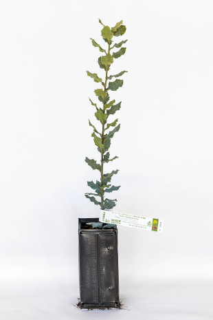 Planta trufera de encina (quercus ilex) micorrizada con trufa negra del Perigord (tuber melanosporum)