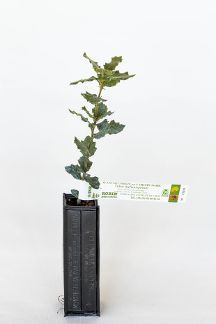 Plant truffier de chêne vert (quercus ilex) mycorhizé truffe noire du périgord (tuber melanosporum)
