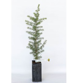 Planta trufera de cedro del Atlas (cedrus atlantica) micorriza Trufa de Borgoña (tuber uncinatum)