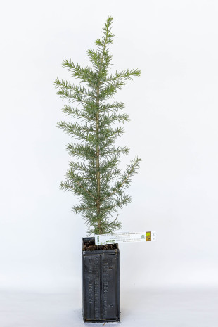Trüffelbaum aus Atlaszeder (Cedrus atlantica) mit Mykorrhiza Burgunder-Trüffel (Tuber uncinatum)