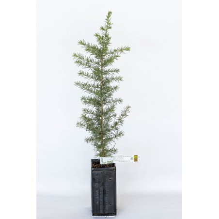 Truffle plant of atlas cedar (cedrus atlantica) mycorrhized with burgundy truffle (tuber uncinatum)