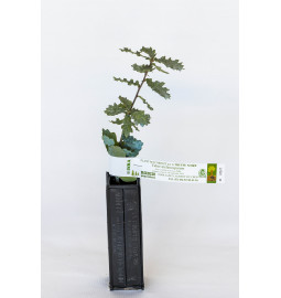 Trüffelbaum aus Flaumeiche (Quercus pubescens) mit Mykorrhiza aus schwarzer Trüffel aus dem Périgord (Tuber melanosporum)