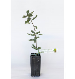Trüffelbaum aus Flaumeiche (Quercus pubescens) mit Mykorrhiza aus schwarzer Trüffel aus dem Périgord (Tuber melanosporum)