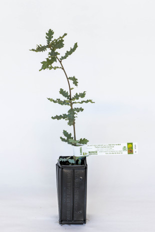 Trüffelbaum aus Flaumeiche (Quercus pubescens) mit Mykorrhiza aus schwarzer Trüffel aus dem Périgord (Tuber melanosporum)