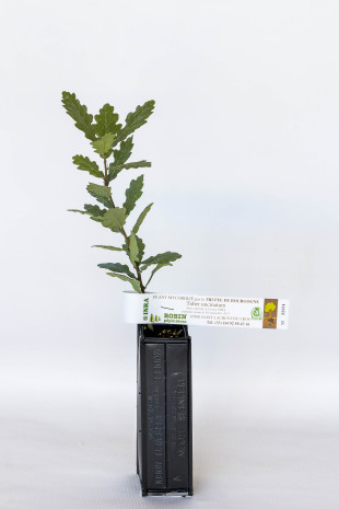 Plant truffier de chêne pubescens (quercus pubescens) mycorhizé truffe de bourgogne (tuber uncinatum)