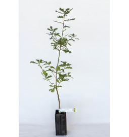 Plant truffier de chêne pubescens (quercus pubescens) mycorhizé truffe de bourgogne (tuber uncinatum)