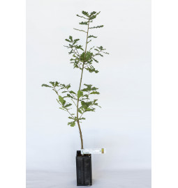 Planta trufera de roble pubescente (quercus pubescens) micorrizada con trufa de Borgoña (tuber uncinatum)
