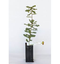 Trüffelbaum aus Flaumeiche (Quercus pubescens) mit Mykorrhiza aus Burgunder-Trüffel (Tuber uncinatum)