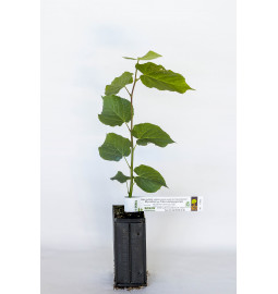 truffle basswood plant suitable for producing burgundy truffles