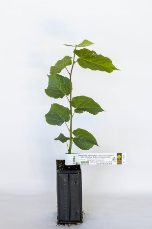 truffle basswood plant suitable for producing burgundy truffles