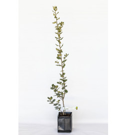 Trüffelpflanze aus Steineiche (Quercus ilex) mit Mykorrhiza aus  Schwarze Trüffel (tuber melanosporum)