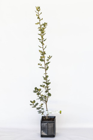 Trüffelpflanze aus Steineiche (Quercus ilex) mit Mykorrhiza aus  Schwarze Trüffel (tuber melanosporum)