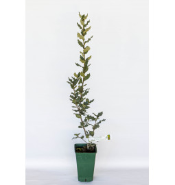 Pianta tartufigena di leccio (quercus ilex) micorizzata con tartufo nero (tuber melanosporum)