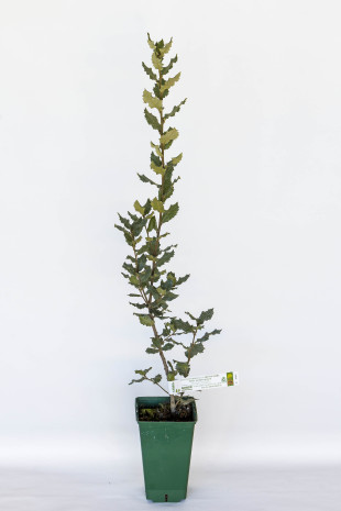 Pianta tartufigena di leccio (quercus ilex) micorizzata con tartufo nero (tuber melanosporum)