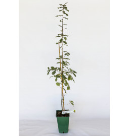Truffle plant of pubescent oak (quercus pubescens) mycorrhized with black truffle (tuber melanosporum)