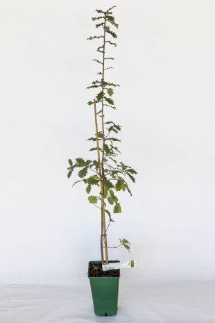 Trüffelbaum aus Flaumeiche (Quercus pubescens) mit Mykorrhiza aus schwarzer Trüffel aus dem Périgord (Tuber melanosporum) Trüffelbaum aus Flaumeiche (Quercus pubescens) mit Mykorrhiza aus schwarzer Trüffel aus dem Périgord (Tuber melanosporum)