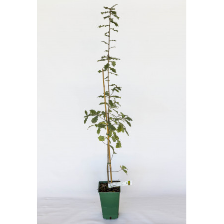 Trüffelbaum aus Flaumeiche (Quercus pubescens) mit Mykorrhiza aus schwarzer Trüffel aus dem Périgord (Tuber melanosporum)