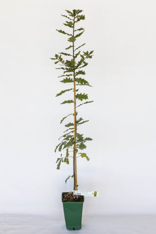 Truffle plant of pubescent oak (quercus pubescens) mycorrhized with black truffle (tuber melanosporum)