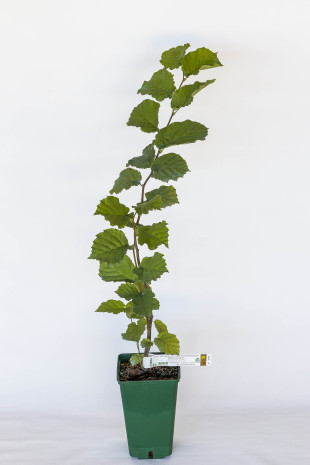 Truffle plant of hazel (corylus avellana) mycorrhized with burgundy truffle (tuber uncinatum)