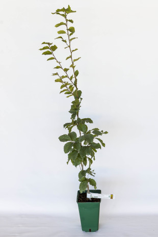 Planta trufera de haya común (fagus sylvatica) micorrizada con trufa de Borgoña (tuber uncinatum) Planta trufera de haya común (fagus sylvatica) micorrizada con trufa de Borgoña (tuber uncinatum)