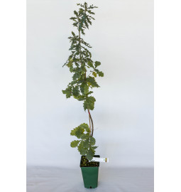 Plant truffier de chêne pedonculé (quercus pedonculata) mycorhizé truffe de bourgogne (tuber uncinatum)