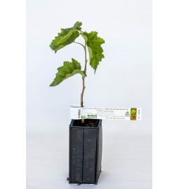 Truffle plant of fertile coultard hazel (corylus avellana fertile coultard) mycorrhized with burgundy truffle (tuber uncinatum)