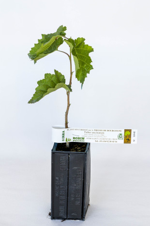 Plant de noisetier à fruit (corylus avellana fertile de coultard) mycorhizé truffe de Bourgogne (tuber uncinatum)