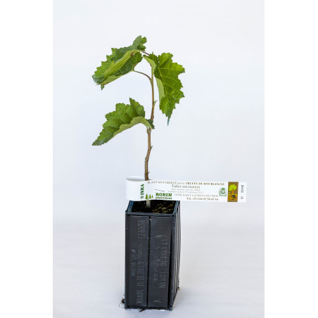 Haselnussstrauch (Corylus avellana fertile de Coultard) mit Mykorrhiza aus Burgunder Trüffeln (Tuber uncinatum)