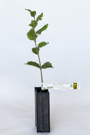 Pianta tartufigena di carpino bianco (carpinus betulus) micorizzato con tartufo di Borgogna (tuber uncinatum)