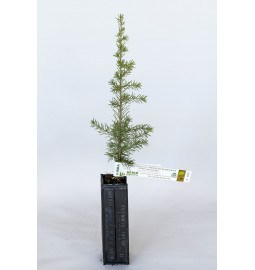 Plant truffier de Cèdre de l'Atlas (cedrus atlantica) mycorhizé Truffe de Bourgogne (tuber uncinatum)