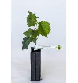 Planta trufera de avellano bizantino (corylus colurna) micorrizada con trufa negra (tuber melanosporum)
